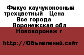 Фикус каучуконосный трехцветный › Цена ­ 500 - Все города  »    . Воронежская обл.,Нововоронеж г.